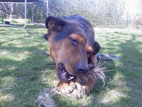 Blanding af racer (Rottweiler) Bølle - » Bølle. billede 12