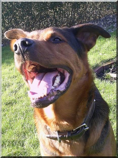 Blanding af racer (Rottweiler) Bølle - » Bølle. billede 13