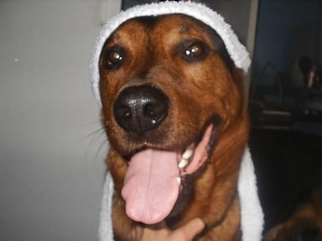 Blanding af racer (Rottweiler) Bølle - » Bølle. billede 14