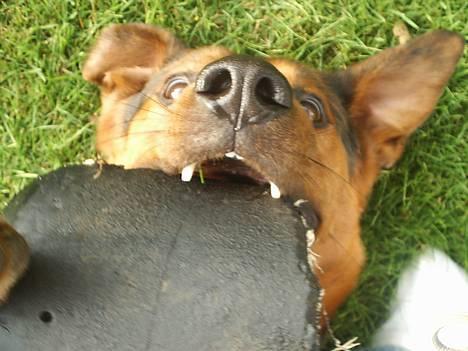 Blanding af racer (Rottweiler) Bølle - » Bølle. billede 15