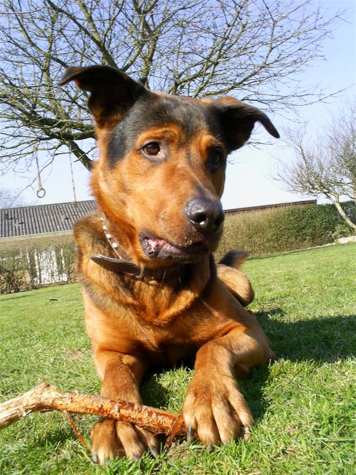 Blanding af racer (Rottweiler) Bølle - » Bølle. billede 16