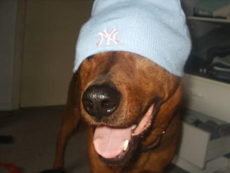 Blanding af racer (Rottweiler) Bølle - » Bølle. billede 17