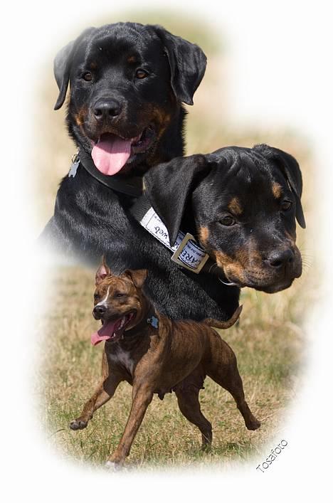 Rottweiler Tiny *18-12* - Flokken af *Tosafoto* billede 11