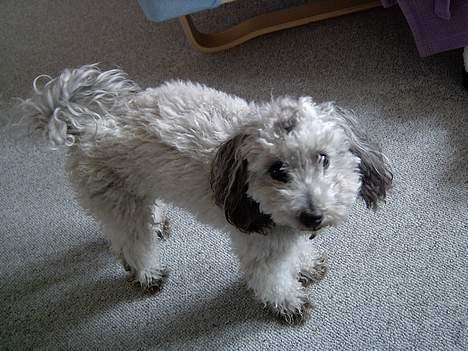 Dværgpuddel lunte - vi prøver for sidste gang ,,,,er jeg ikke sød billede 1
