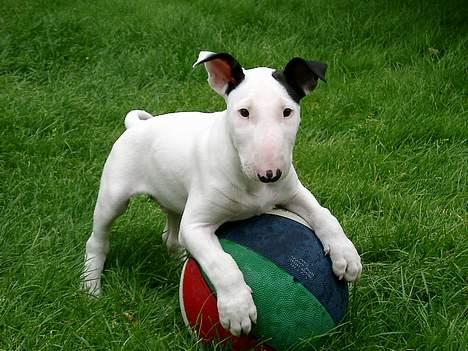 Bullterrier Nimbus - Meeeget lille hund ;) billede 15