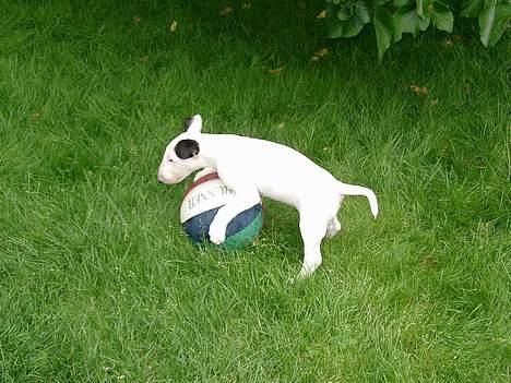 Bullterrier Nimbus billede 3