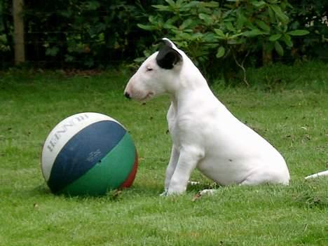 Bullterrier Nimbus - det er min bedste bold  billede 4