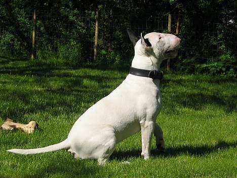 Bullterrier Nimbus billede 5