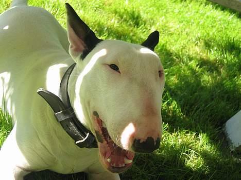 Bullterrier Nimbus billede 6