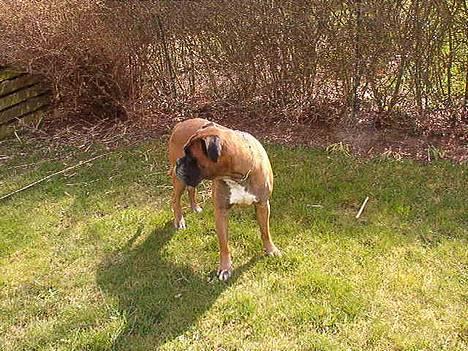 Boxer Ricki *himmelhund* billede 14