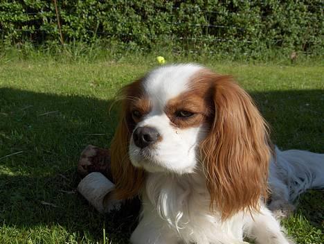 Cavalier king charles spaniel Mulle - hvad har du der ovre??.. billede 18
