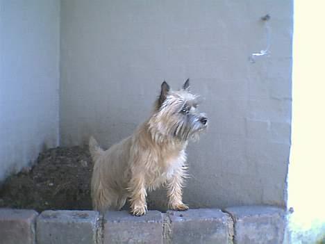 Cairn terrier Bølle billede 15