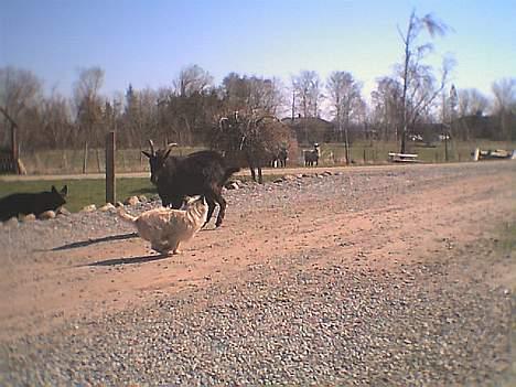 Cairn terrier Bølle billede 16
