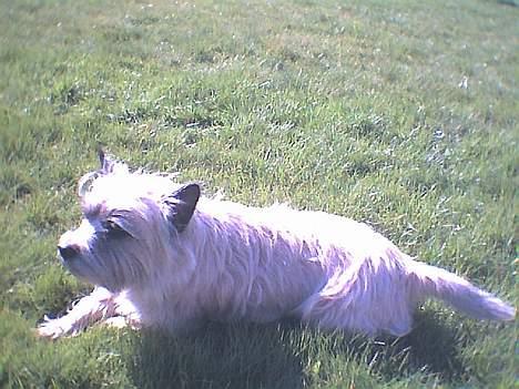 Cairn terrier Bølle billede 17