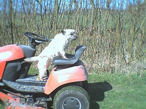 Cairn terrier Bølle billede 18