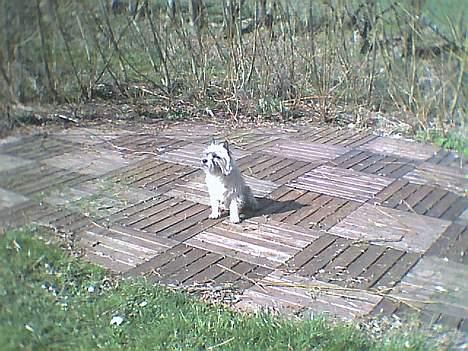 Cairn terrier Bølle billede 19