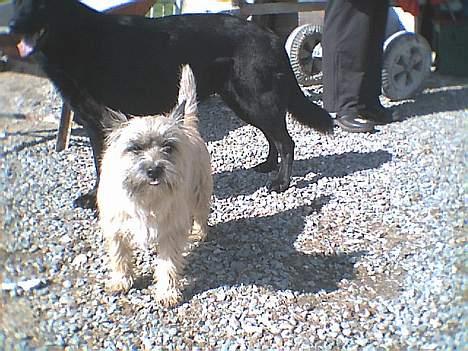 Cairn terrier Bølle billede 20