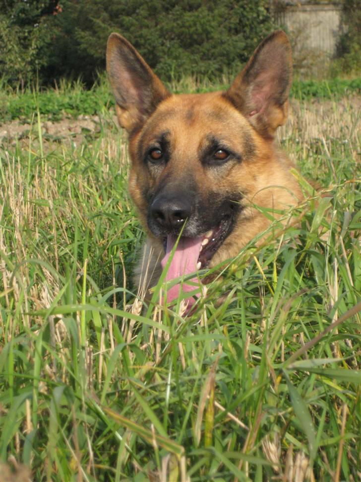 Schæferhund Samie - Samie, oktober 2008 billede 1