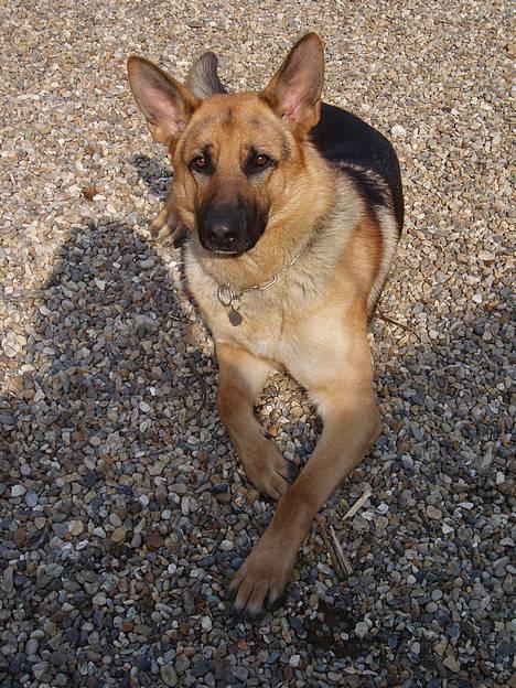Schæferhund Samie - Samie igen den 14 maj 2006 .. <3 billede 2