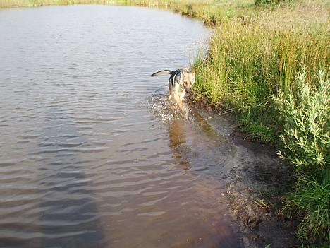 Schæferhund Samie - august 2005 billede 3