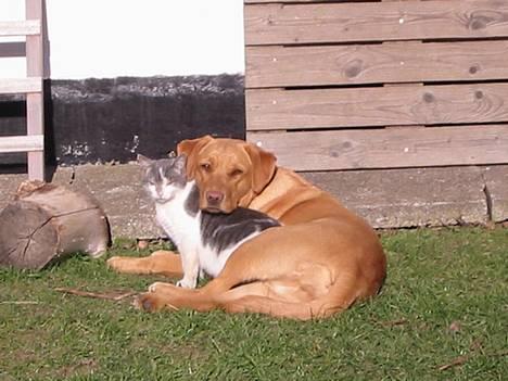 Labrador retriever Lady - her er jeg med katten Sofus......... min bedste ven billede 11