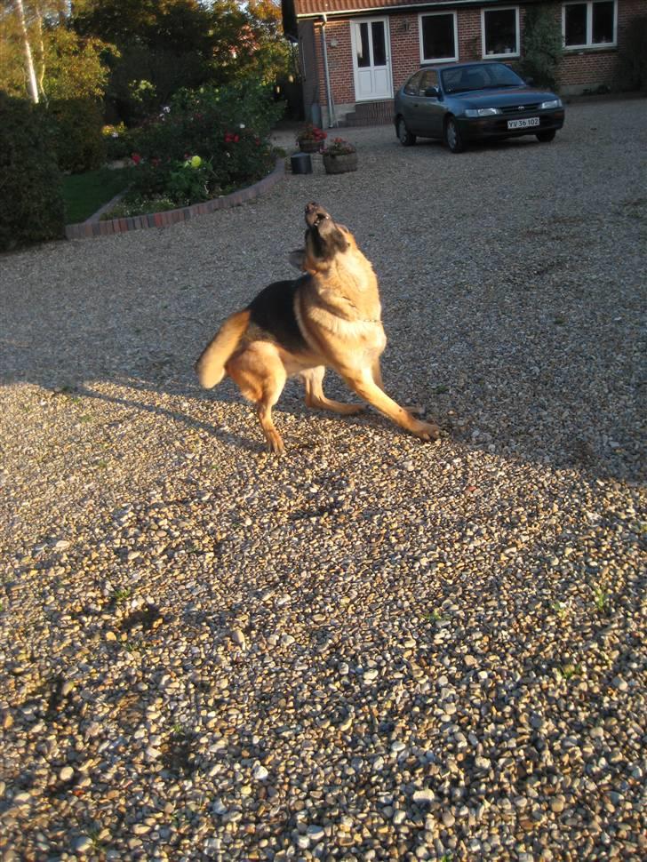 Schæferhund Samie - Samie, 14. oktober 2008 billede 4