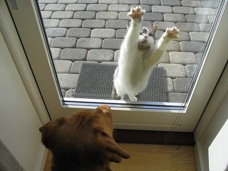 Labrador retriever Lady - kommer du ikke snart ud og leger Lady billede 12