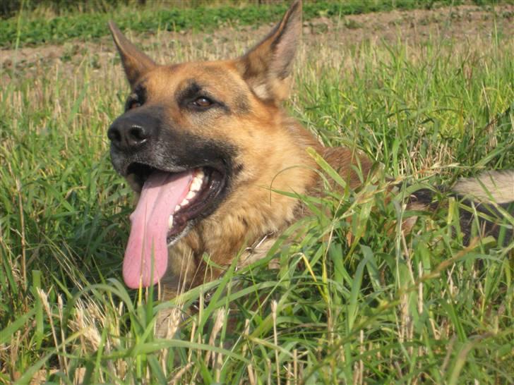 Schæferhund Samie - Nyt billede, oktober 2008 billede 6