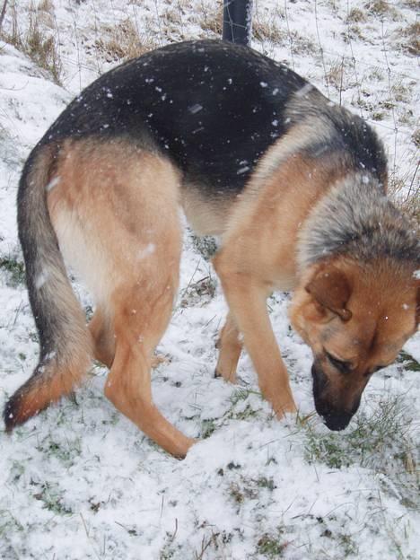 Schæferhund Samie - Samie .... ,december 2005 billede 7