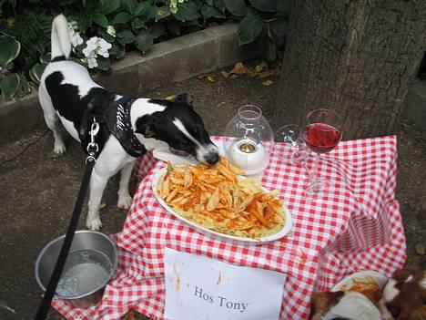 Dansk svensk gaardhund Nicki - Får mig lige et lækkert måltid mad i tivoli ( 3.9.2006 ) billede 11