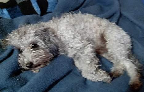 Dværgpuddel lunte - så kom et nyt foto hvor jeg er træt,,,ligger på store broders   seng billede 3