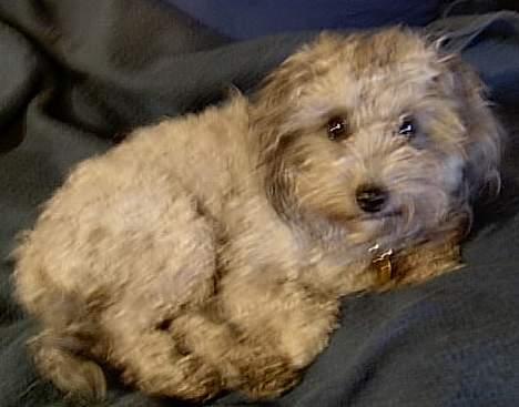 Dværgpuddel lunte - det er aften så det er ikke så klart ,,,,men sød ik billede 4