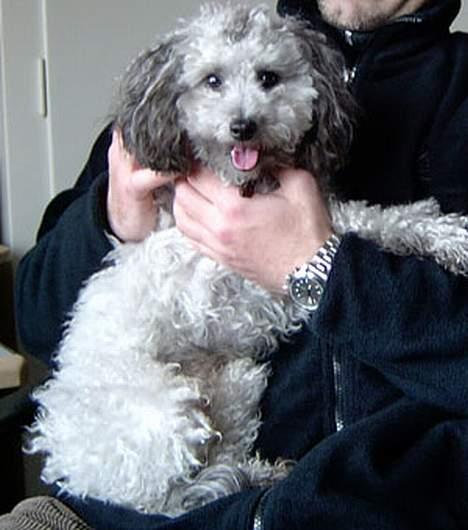 Dværgpuddel lunte - det er bror der sidder med mig billede 5