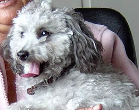 Dværgpuddel lunte - og et mere håber de næste bliver bedre billede 6