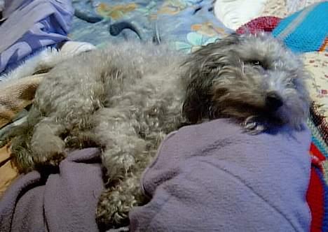 Dværgpuddel lunte - nu er jeg meget træt billede 7