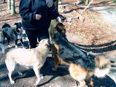 Blanding af racer Frøya Embla - Frøya mødte Kino og Sofus for første gang 18 April 2005 billede 18