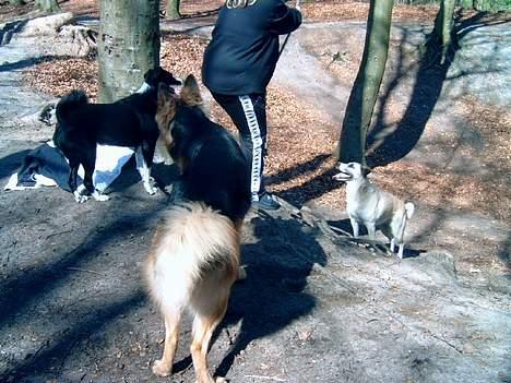 Blanding af racer Frøya Embla - Frøya, Kino og Sofus ved en slynge i nærheden af Bangsboskoven billede 19