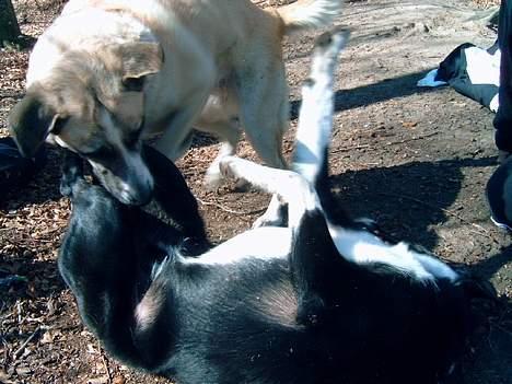 Blanding af racer Frøya Embla - Frøya blev så glad for Sofus at hun trænger til at lære om blomster og bier endnu en gang billede 20