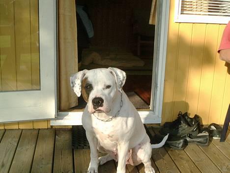 Amerikansk bulldog Chili 2001-2009 - Sidder lige og lurer billede 16