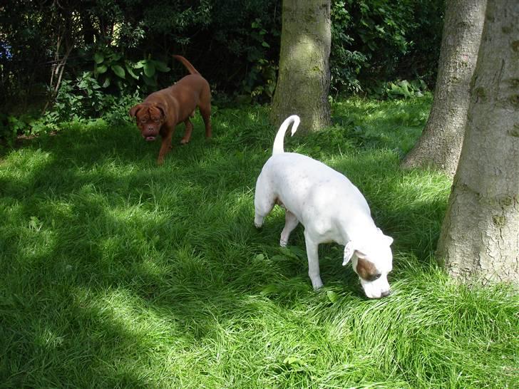 Amerikansk bulldog Chili 2001-2009 - Chili og Frede i haven. billede 17