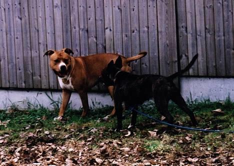 Amerikansk staffordshire terrier Betty Boop Magic Charm billede 10