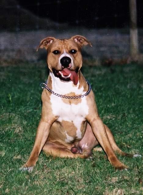 Amerikansk staffordshire terrier Chika's Lille Lemmy billede 8