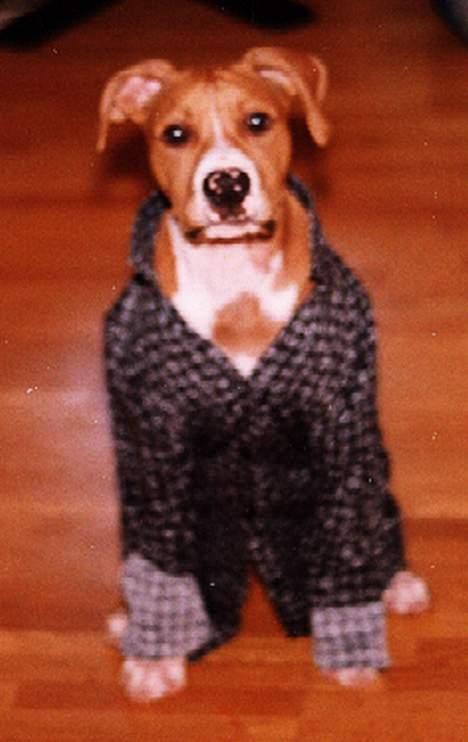 Amerikansk staffordshire terrier Chika's Lille Lemmy billede 9