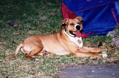 Amerikansk staffordshire terrier Chika's Lille Lemmy billede 10