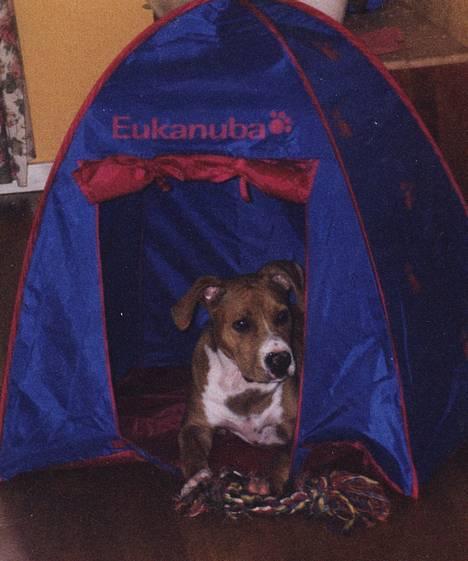 Amerikansk staffordshire terrier Chika's Lille Lemmy - Da ligger jeg her i teltet mitt jeg.. billede 11