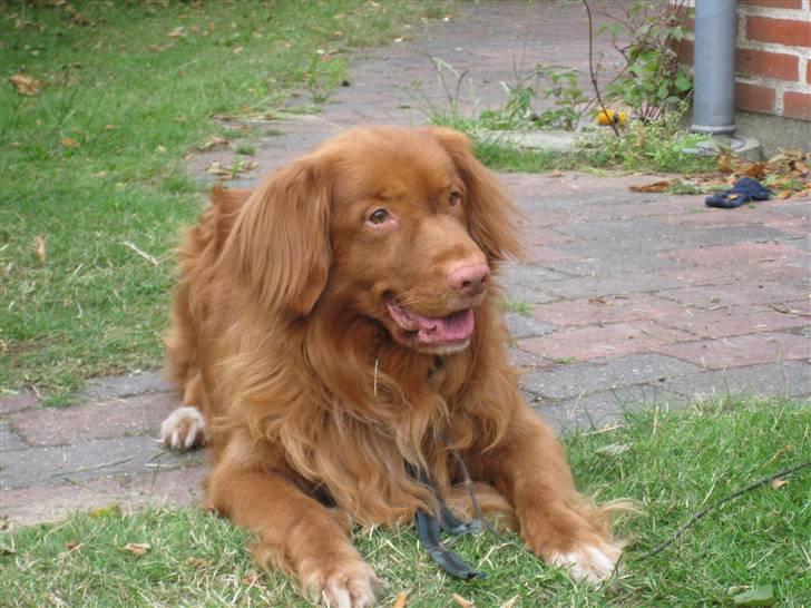 Nova scotia duck tolling retriever Leo - 29 juni 2008 billede 11