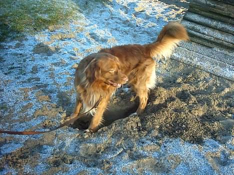 Nova scotia duck tolling retriever Leo billede 12