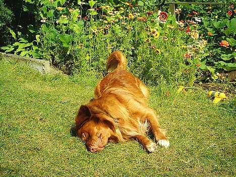 Nova scotia duck tolling retriever Leo billede 13