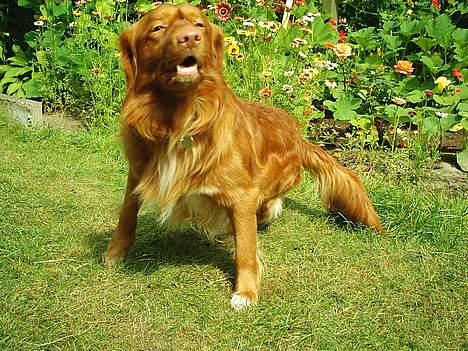 Nova scotia duck tolling retriever Leo billede 14