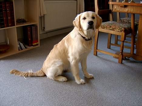 Golden retriever Chico - Chico afventer Goo til at hente hundekiks udenfor billedet billede 15